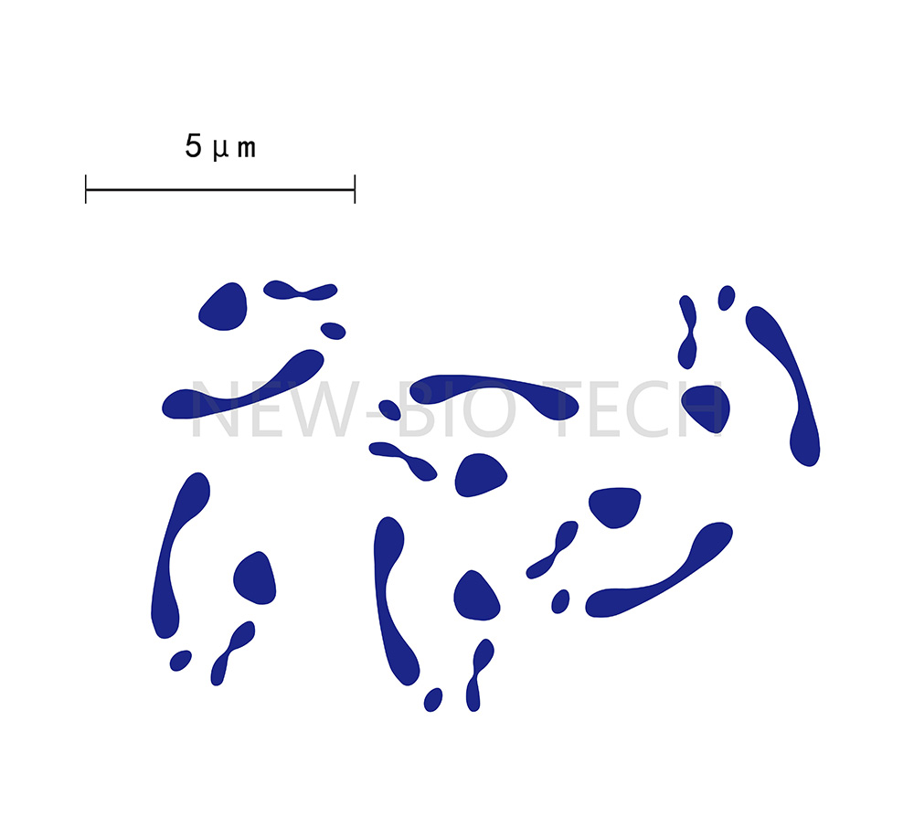 長(zhǎng)雙歧桿菌長(zhǎng)亞種